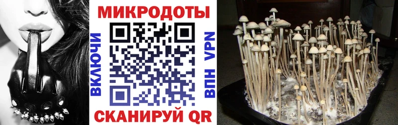 купить   Острогожск  OMG зеркало  Псилоцибиновые грибы Psilocybe 