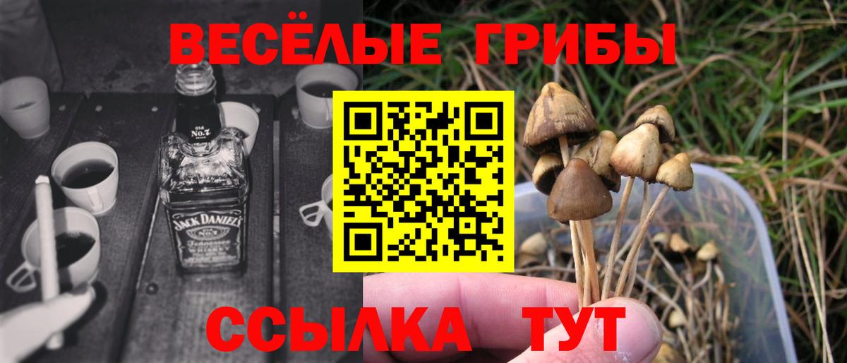 Острогожск  Псилоцибиновые грибы Cubensis  Вход с VPN 
